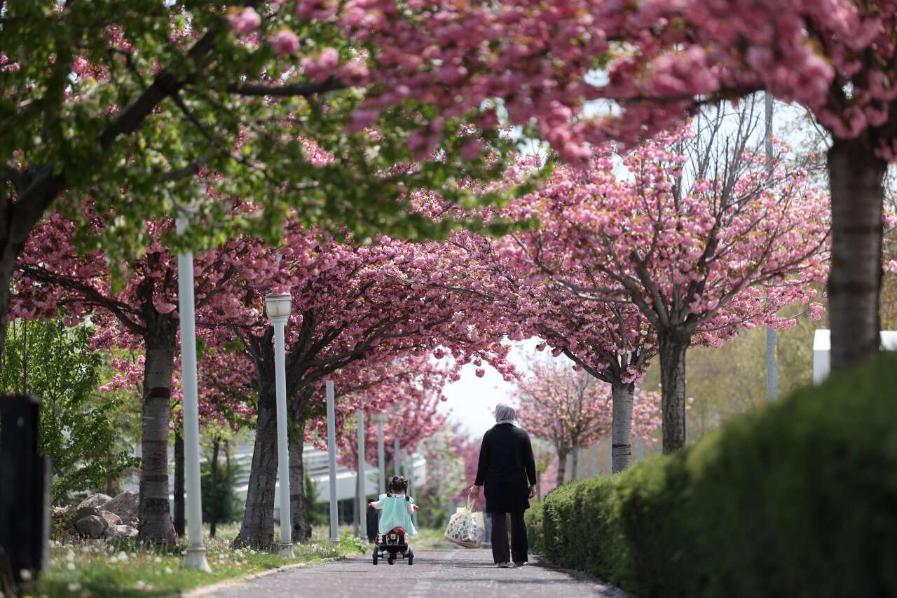 Burası Japonya değil, Konya! Sakuralar çiçek açtı 19